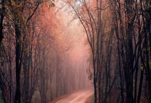 湖人不敌湖人，波普三分遭遇中断